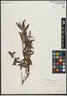 Foto von Salix repens L. x Salix viminalis L.